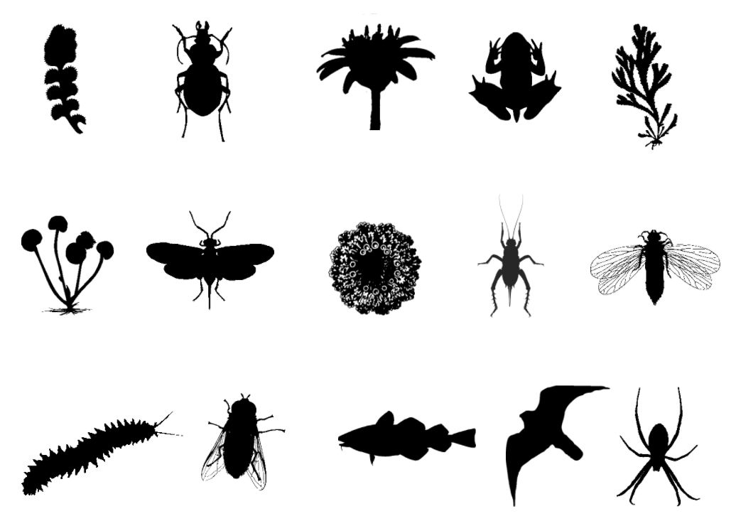 Biodiversity Informatics Working Group
