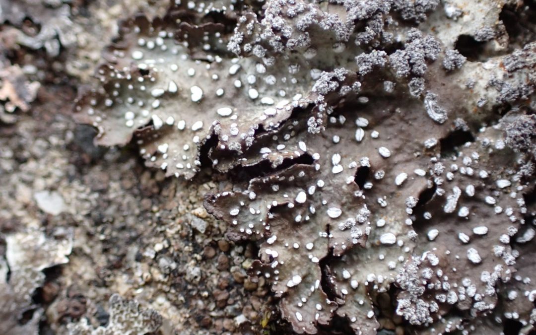 Maritime Lichens of the Salish Sea